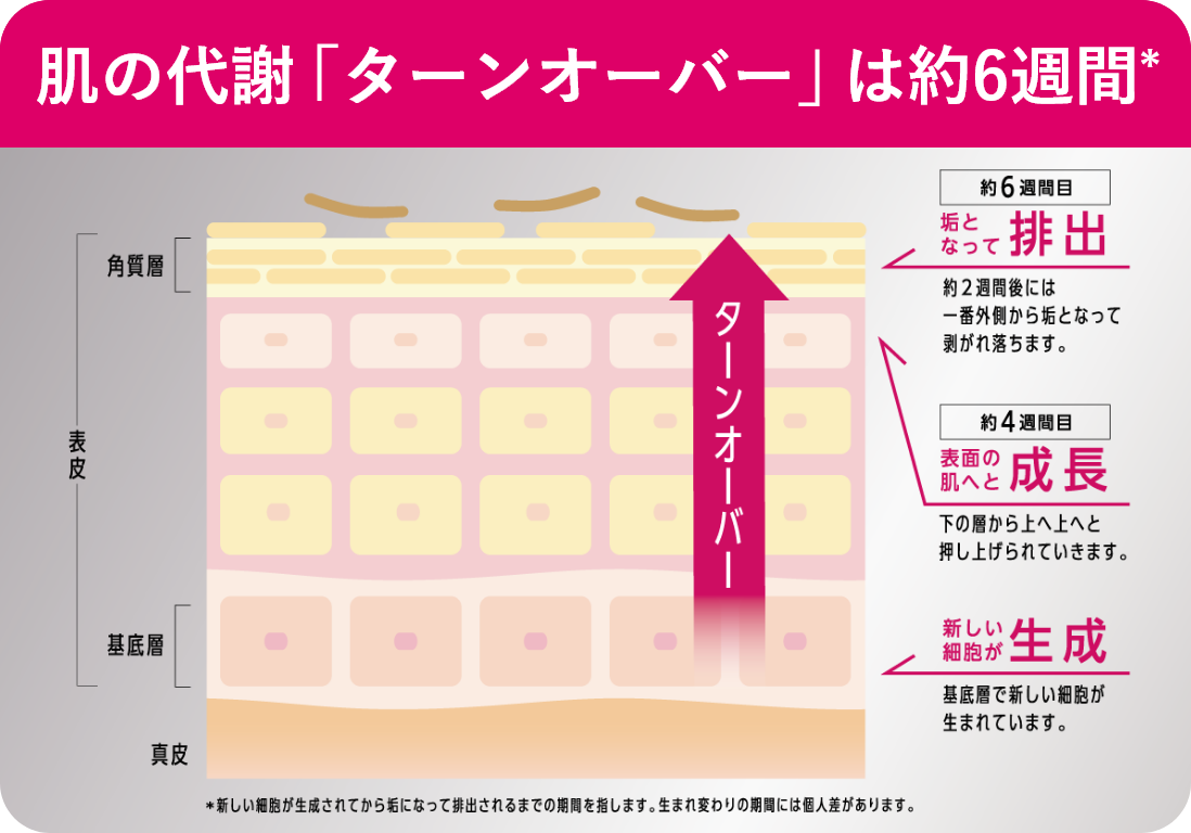 ターンオーバー模式図　肌の代謝「ターンオーバー」は約6週間　※新しい細胞が生成されてから垢になって排出されるまでの期間を指します。生まれ変わりの期間には個人差があります。