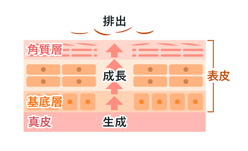 肌のターンオーバー(代謝)のイメージ図