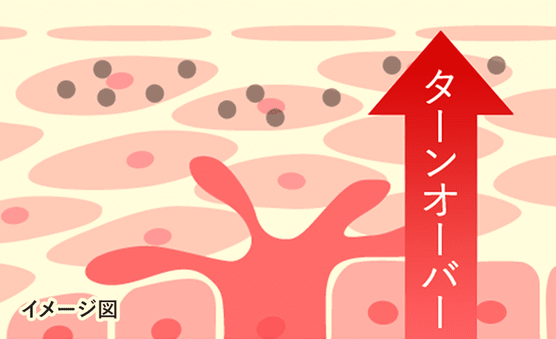 肌のターンオーバー(肌代謝) のイメージ