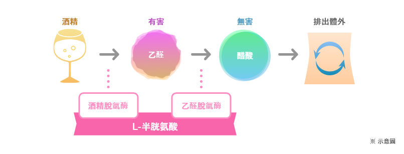 酒精 有害 乙醛 無害 醋酸 排出體外 酒精脫氫酶 乙醛脫氫酶 L-半胱氨酸 ※示意圖