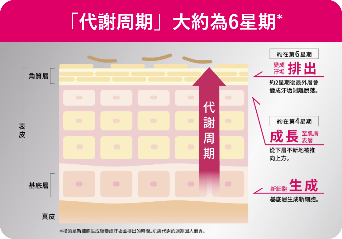 代謝周期模式圖